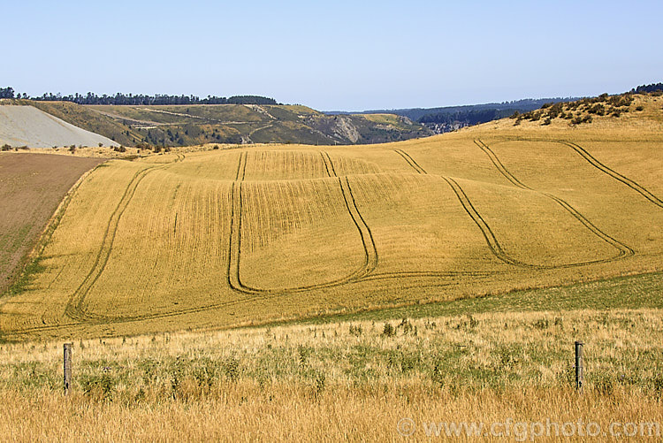Tracks through a wheat (<i>Triticum aestivum</i>) field on hills beside the Rakaia. River, Canterbury, New Zealand This area is only marginally suited to wheat production and the field was sown experimentally. triticum-2291htm'>Triticum. .