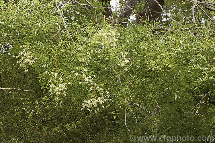 Order: Fabales, Family: Fabaceae