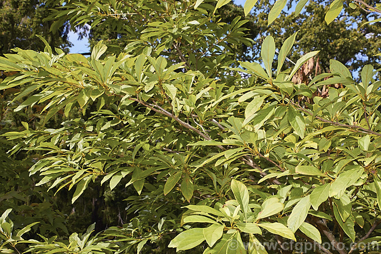 The late summer foliage of Spice Bush (<i>Lindera erythrocarpa</i>), an aromatic deciduous shrub or small tree up to 7m tall It is native to Japan, Korea and nearby parts of China and has heads of small, scented, yellow flowers in spring to early summer, followed by small red fruits in autumn. The autumn foliage is usually golden-yellow to orange shades and can be quite bright. Order: Laurales, Family: Lauraceae
