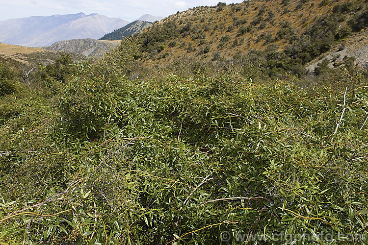 Bush Lawyer or Tataramoa (<i>Rubus cissoides</i>), an evergreen to deciduous vine native to New Zealand, where it occurs through most of the country. It can climb to 9m or more and the stems and undersides of the leaf midrib bear very sharp, recurved spines. White flower, up to 12mm diameter, open in spring and followed by red-tinted orange fruits.