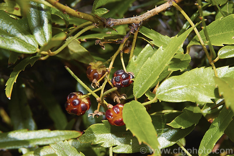 Bush Lawyer or Tataramoa (<i>Rubus cissoides</i>), an evergreen to deciduous vine native to New Zealand, where it occurs through most of the country. It can climb to 9m or more and the stems and undersides of the leaf midrib bear very sharp, recurved spines. White flower, up to 12mm diameter, open in spring and followed by red-tinted orange fruits.