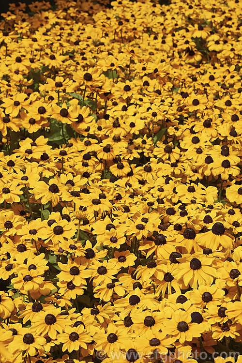 Rudbeckia 'Toto', a dwarf hybrid of Rudbeckia hirta, a US native. It grows to around 60cm tall, flowers very heavily and is a biennial or short-lived perennial that is usually treated as a bedding annual. rudbeckia-2220htm'>Rudbeckia.
