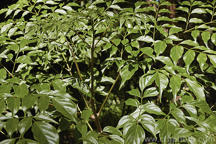 The foliage of Radermachera sinica, a sub-tropical to tropical Southeast Asian shrub or small tree widely cultivated for its attractive, lustrous, deep green foliage. Showy yellow flowers can appear in spring and summer but are seldom seen on plants cultivated indoors