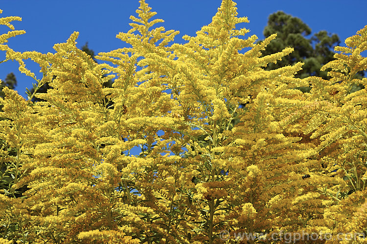 Giant Goldenrod (<i>Solidago gigantea</i>), a late summer- to autumn-flowering. North American perennial that can grow to 25m tall It is similar to the more common. Solidago canadensis, but taller, and is an easily grown plant that often naturalises in temperate areas.