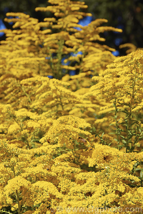 Giant Goldenrod (<i>Solidago gigantea</i>), a late summer- to autumn-flowering. North American perennial that can grow to 25m tall It is similar to the more common. Solidago canadensis, but taller, and is an easily grown plant that often naturalises in temperate areas.
