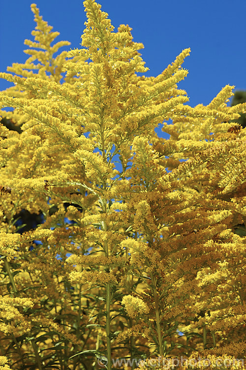 Giant Goldenrod (<i>Solidago gigantea</i>), a late summer- to autumn-flowering. North American perennial that can grow to 25m tall It is similar to the more common. Solidago canadensis, but taller, and is an easily grown plant that often naturalises in temperate areas.