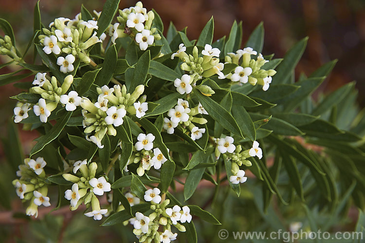 Flax-leaved daphne (<i>Daphne gnidium</i>), a rather sprawling evergreen shrub up to 2m high and wide. It occurs naturally form western Asia and southern Europe to North Africa and the Canary Islands. The small creamy white flowers are scented and followed by small red fruits. Late summer is the main blooming season, though flowers my be present throughout the warmer months. Order: Malvales, Family: Thymelaeaceae