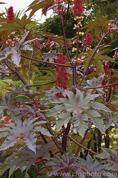 Purple-leafed. Castor. Bean (<i>Ricinus communis 'Carmencita'), this Castor. Bean cultivar has bright red female flowers in addition to its dark foliage. The Castor. Bean is an evergreen, 5-12m tall shrub originally native northeastern Africa and the Middle. East but now widespread in the tropics. The source of castor oil, it is cultivated as a foliage plant but produces very poisonous spiny fruits and seeds, and can cause contact dermatitis