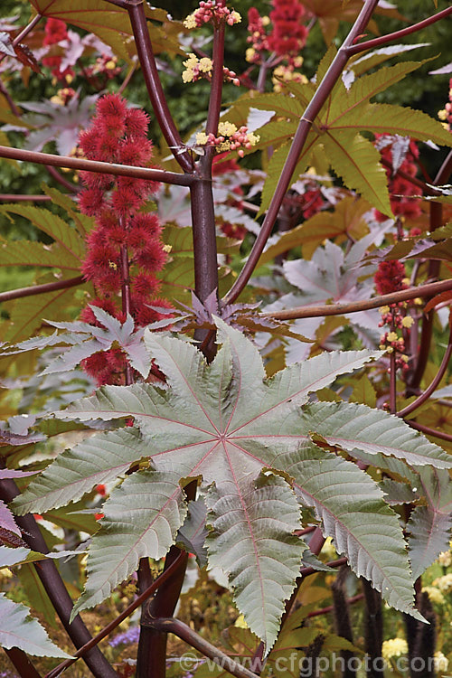 Purple-leafed. Castor. Bean (<i>Ricinus communis 'Carmencita'), this Castor. Bean cultivar has bright red female flowers in addition to its dark foliage. The Castor. Bean is an evergreen, 5-12m tall shrub originally native northeastern Africa and the Middle. East but now widespread in the tropics. The source of castor oil, it is cultivated as a foliage plant but produces very poisonous spiny fruits and seeds, and can cause contact dermatitis