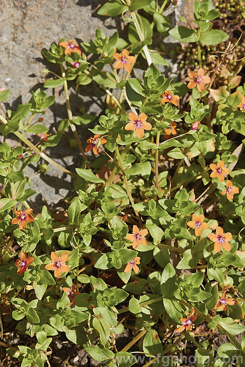 Scarlet Pimpernel (<i>Anagallis arvensis</i>), a small annual, biennial or short-lived perennial that usually appears as a weed in crops, pastures or lawns. Originally native to Europe, though now widespread throughout the temperate zones. Order: Ericales, Family: Primulaceae