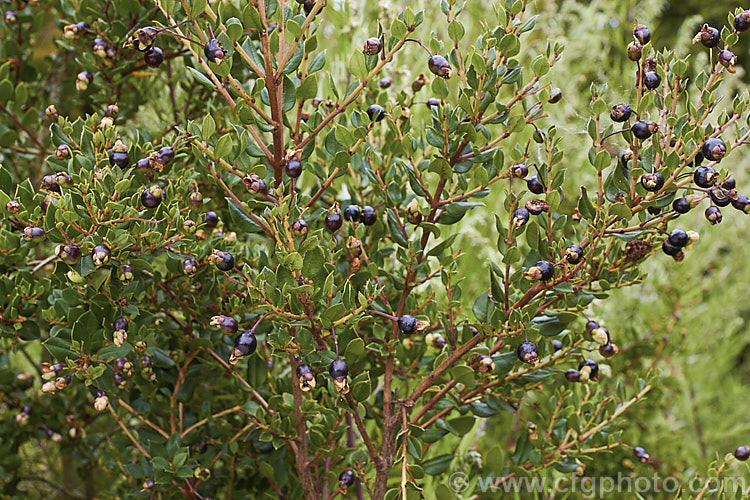 The dark fruits of Luma (<i>Amomyrtus luma [syns. Myrtus luma, Luma apiculata]), an evergreen shrub or tree up to 20m tall. The scented flowers are followed by the small, edible black berries shown here. This plant is native to Chile and Argentina. Order: Myrtales, Family: Myrtaceae