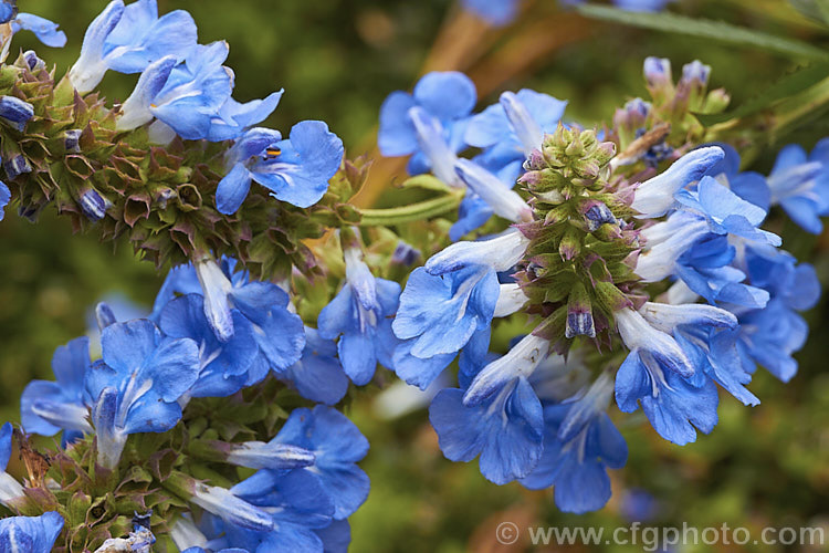 Salvia uliginosa, a vigorous, 2–25m tall, late summer- to autumn-flowering perennial from Brazil, Uruguay and Argentina. It is similar to the smaller, lighter-coloured and earlier flowering Salvia azurea. Order: Lamiales, Family: Lamiaceae