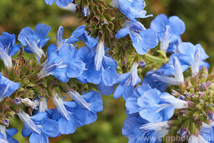 Salvia uliginosa, a vigorous, 2–25m tall, late summer- to autumn-flowering perennial from Brazil, Uruguay and Argentina. It is similar to the smaller, lighter-coloured and earlier flowering Salvia azurea. Order: Lamiales, Family: Lamiaceae
