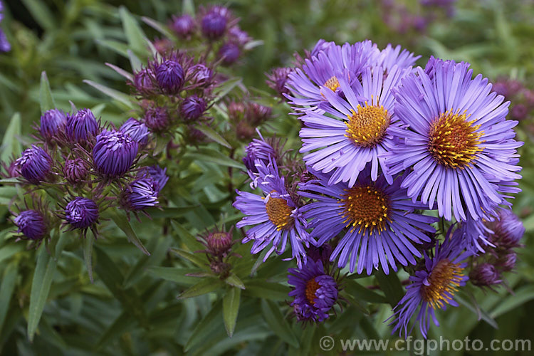 The opening flowerheads of Aromatic. Aster (<i>Symphyotrichum oblongifolium [syn. Aster oblongifolius]), an autumn flowering herbaceous perennial found over much of North America east of the Rockies. It can grow to over 15m tall, with a considerable spread. symphyotrichum-2293htm'>Symphyotrichum.
