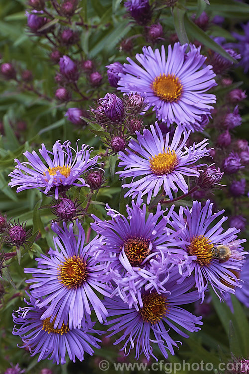 The opening flowerheads of Aromatic. Aster (<i>Symphyotrichum oblongifolium [syn. Aster oblongifolius]), an autumn flowering herbaceous perennial found over much of North America east of the Rockies. It can grow to over 15m tall, with a considerable spread. symphyotrichum-2293htm'>Symphyotrichum.