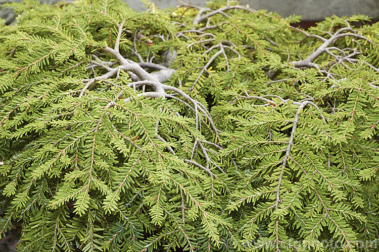 Tsuga canadensis 'Cole's Prostrate' (syn 'Cole'), a prostrate, spreading, dwarf form of the Eastern Hemlock, an evergreen coniferous tree native to North America. The species can grow to 40m tall, but 'Cole's Prostrate' rarely exceeds 60cm high, though it can grow to 25m wide. tsuga-3376htm'>Tsuga. <a href='pinaceae-plant-family-photoshtml'>Pinaceae</a>.