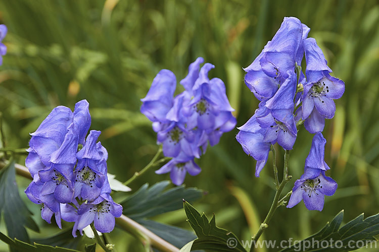 Monkshood, Wolf's Bane or Friar's Cap (<i>Aconitum napellus</i>), a summer- to autumn-flowering perennial that occurs naturally over much of the northern temperate region. Its stems can grow to over 1m tall, but often bend over under the weight of flowers once they begin to bloom. Extracts are used in some herbal medicine but the plant is quite toxic, potentially fatally. Order: Ranunculales, Family: Ranunculaceae