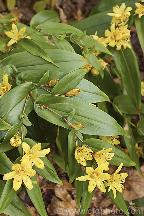 Perfoliate. Toad. Lily (<i>Tricyrtis perfoliata</i>), an autumn-flowering perennial, which while quite common in cultivation occurs in the wild in a small area along the Nanuki. River on the southernmost main Japanese island, Kyushu. It forms a small clump of spreading stems and its upward-facing yellow flowers have just a few small red-brown spots and a darker ring around the throat. The flower is similar to that of Tricyrtis oshumiensis, but the leaves are smaller and narrower. tricyrtis-2303htm'>Tricyrtis. <a href='liliaceae-plant-family-photoshtml'>Liliaceae</a>.