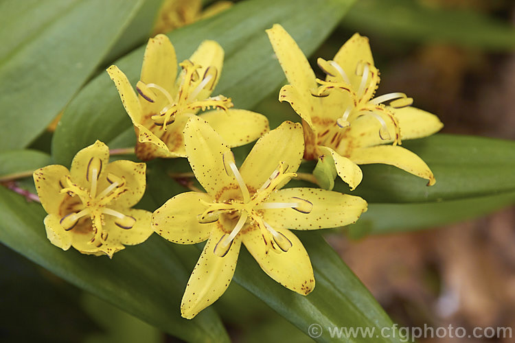 Perfoliate. Toad. Lily (<i>Tricyrtis perfoliata</i>), an autumn-flowering perennial, which while quite common in cultivation occurs in the wild in a small area along the Nanuki. River on the southernmost main Japanese island, Kyushu. It forms a small clump of spreading stems and its upward-facing yellow flowers have just a few small red-brown spots and a darker ring around the throat. The flower is similar to that of Tricyrtis oshumiensis, but the leaves are smaller and narrower. tricyrtis-2303htm'>Tricyrtis. <a href='liliaceae-plant-family-photoshtml'>Liliaceae</a>.