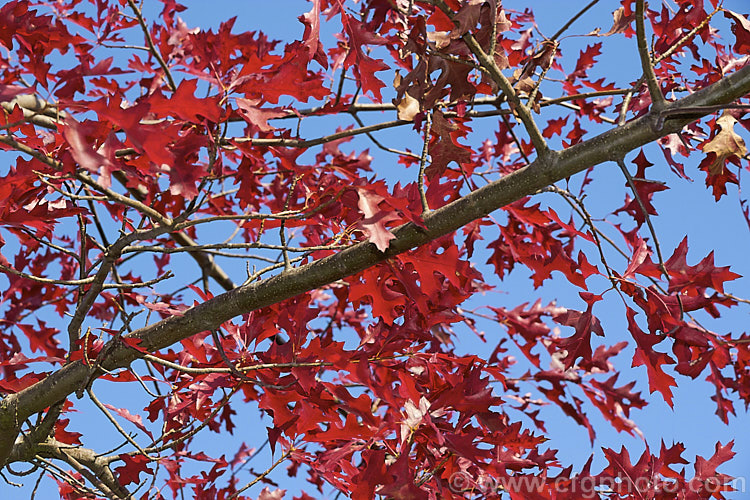 The autumn foliage of the Pin Oak (<i>Quercus palustris</i>), a 20-35m tall deciduous tree native to northeast. North America. This species has a columnar habit and often colours well in autumn, turning deep red. It can be distinguished from the similar. Scarlet Oak (<i>Quercus coccinea</i>), by its small acorns, minute tufts of hairs in the forks of the veins on the undersides of its leaves and usually narrower, asymmetrical basal foliage lobes. Order: Fagales, Family: Fagaceae