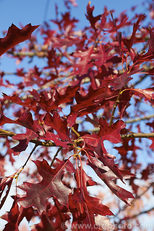 The autumn foliage of the Pin Oak (<i>Quercus palustris</i>), a 20-35m tall deciduous tree native to northeast. North America. This species has a columnar habit and often colours well in autumn, turning deep red. It can be distinguished from the similar. Scarlet Oak (<i>Quercus coccinea</i>), by its small acorns, minute tufts of hairs in the forks of the veins on the undersides of its leaves and usually narrower, asymmetrical basal foliage lobes. Order: Fagales, Family: Fagaceae