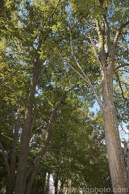 The Black or Yellow Locust or False Acacia (<i>Robinia pseudoacacia</i>) in autumn. The foliage does not colour much but trees usually have an abundance of seed pods in autumn. The cream flower panicles of this 12-2.5m tall deciduous tree from the eastern and central United States are mildly fragrant. robinia-2218htm'>Robinia.