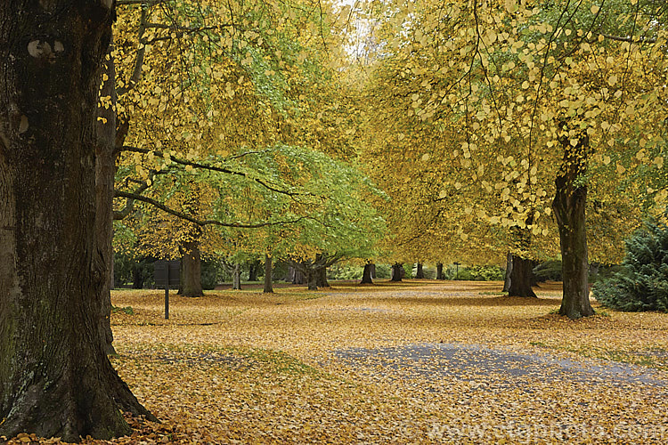 An avenue of Common Lime of Linden (<i>Tilia x vulgaris</i>) trees in autumn. This widely grown tree is a hybrid, probably a natural one, between two Eurasian species: Tilia cordata and Tilia platyphyllos. Order: Malvales, Family: Malvaceae