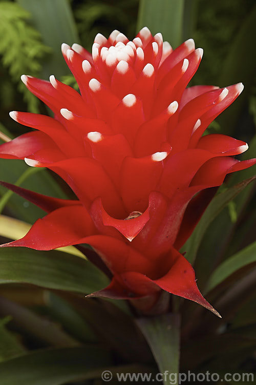 Guzmania 'El. Cope', a hybrid with intensely red bracts tipped with white. The true flowers are insignificant. It is sometimes considered to be cultivar of Guzmania lingulata. Order: Poales, Family: Bromeliaceae