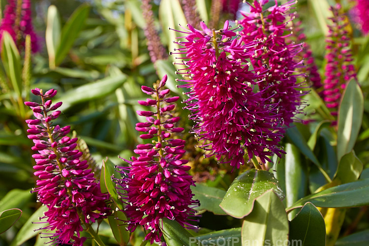 Titirangi or Napuka (<i>Veronica speciosa</i> [syn. <i>Hebe speciosa</i>]), a long-flowering and showy New Zealand evergreen shrub found in coastal parts of the North Island and the far north of the South Island It grows to around 1.2m tall x 1.5m wide and is the parent of many popular garden hybrids and cultivars. Order: Lamiales, Family: Plantaginaceae