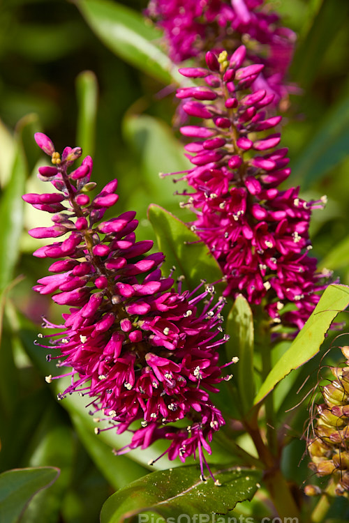 Titirangi or Napuka (<i>Veronica speciosa</i> [syn. <i>Hebe speciosa</i>]), a long-flowering and showy New Zealand evergreen shrub found in coastal parts of the North Island and the far north of the South Island It grows to around 1.2m tall x 1.5m wide and is the parent of many popular garden hybrids and cultivars. Order: Lamiales, Family: Plantaginaceae