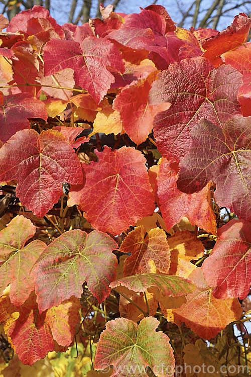 The autumn foliage of a red grape cultivar. Vitis vinifera is the grape from which most wine is produced. It is a Eurasian deciduous vine that occurs in a huge range of cultivars. White grapes usually have yellow autumn foliage, while the leaves of red grapes turn gold, through red to purple.
