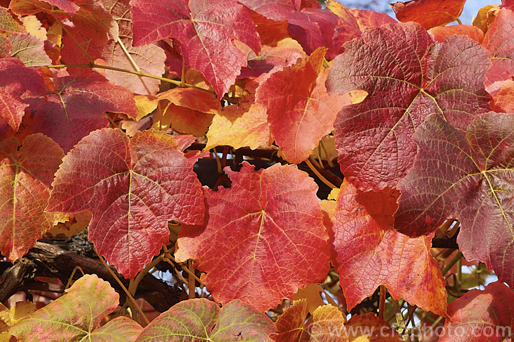 The autumn foliage of a red grape cultivar. Vitis vinifera is the grape from which most wine is produced. It is a Eurasian deciduous vine that occurs in a huge range of cultivars. White grapes usually have yellow autumn foliage, while the leaves of red grapes turn gold, through red to purple.