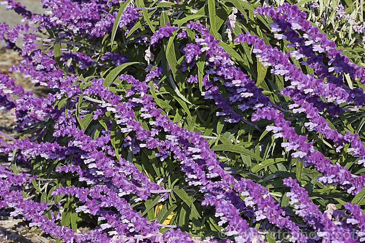 Mexican Bush Sage (<i>Salvia leucantha</i>), a long-flowering herbaceous perennial or evergreen small shrub that grows to about 12m tall and twice as wide. It is native to central and eastern Mexico. Order: Lamiales, Family: Lamiaceae