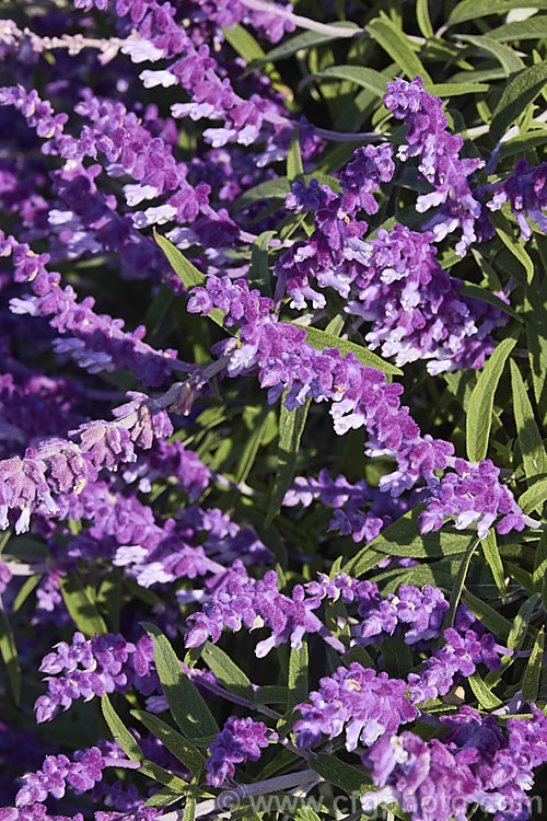 Mexican Bush Sage (<i>Salvia leucantha</i>), a long-flowering herbaceous perennial or evergreen small shrub that grows to about 12m tall and twice as wide. It is native to central and eastern Mexico. Order: Lamiales, Family: Lamiaceae