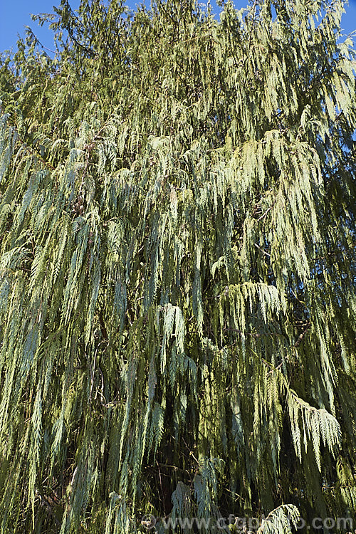 Kashmir Cypress (<i>Cupressus himalaica var. darjeelingensis [syn. Cupressus cashmeriana]), an Indian conifer that grows to as much as 45m tall. The light blue-green foliage colour and weeping branches are distinctive. Order: Pinales, Family: Cupressaceae