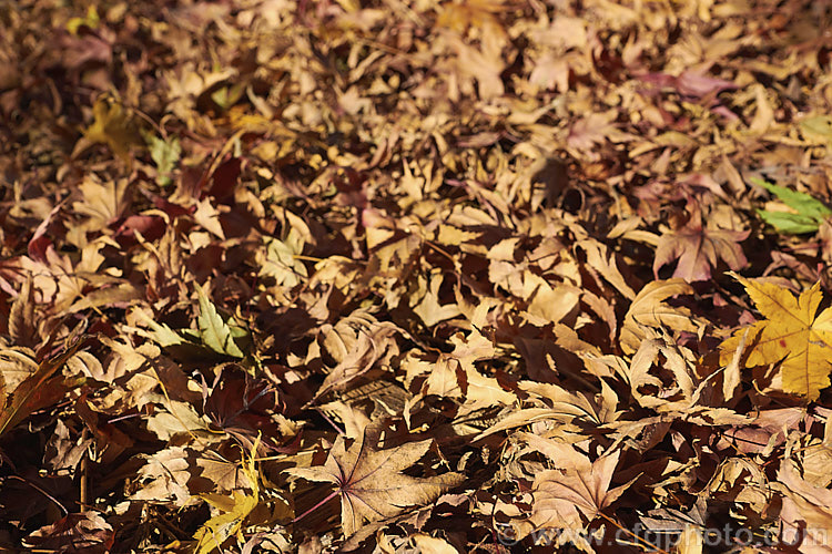 A carpet of fallen leaves of Japanese Maple (<i>Acer palmatum</i>), a widely cultivated 8m tall deciduous tree from Japan and Korea. There are many cultivated forms. Note: this image intentionally has very shallow depth of field. Order: Sapindales, Family: Sapindaceae