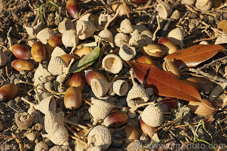 The fallen foliage, acorns and cups of the Himalayan White Oak or Blackjack Oak (<i>Quercus leucotrichophora</i>), a 10-24m high evergreen tree native to the Himalayan region. Although most of the foliage remains on the tree over winter, the acorns are ejected from the white-felted cups in autumn and the cups then fall. Order: Fagales, Family: Fagaceae