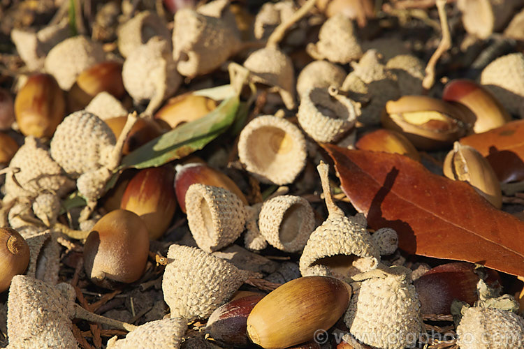 The fallen foliage, acorns and cups of the Himalayan White Oak or Blackjack Oak (<i>Quercus leucotrichophora</i>), a 10-24m high evergreen tree native to the Himalayan region. Although most of the foliage remains on the tree over winter, the acorns are ejected from the white-felted cups in autumn and the cups then fall. Order: Fagales, Family: Fagaceae