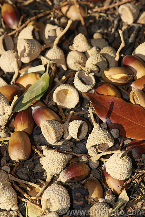 The fallen foliage, acorns and cups of the Himalayan White Oak or Blackjack Oak (<i>Quercus leucotrichophora</i>), a 10-24m high evergreen tree native to the Himalayan region. Although most of the foliage remains on the tree over winter, the acorns are ejected from the white-felted cups in autumn and the cups then fall. Order: Fagales, Family: Fagaceae