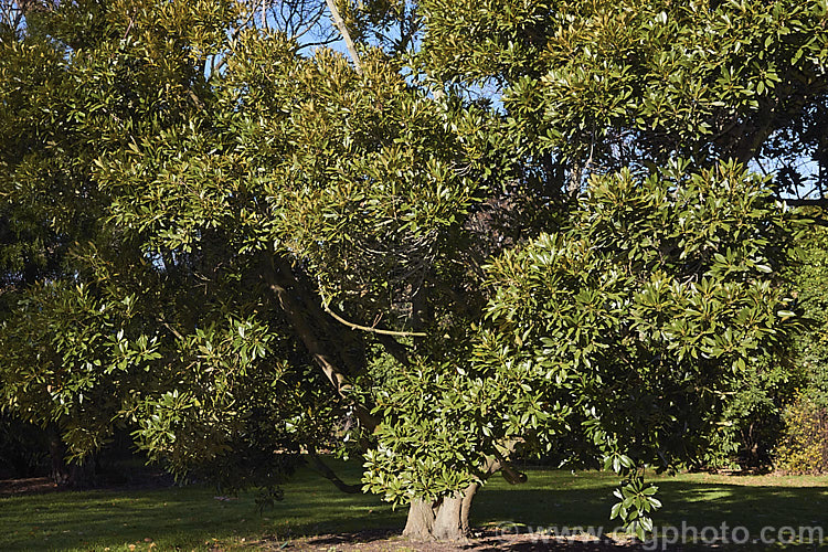 Lithocarpus edulis (syns. Pasania edulis, Quercus edulis</i>), a slow-growing evergreen Japanese tree, one of the tanbark oaks. Order: Fagales, Family: Fagaceae