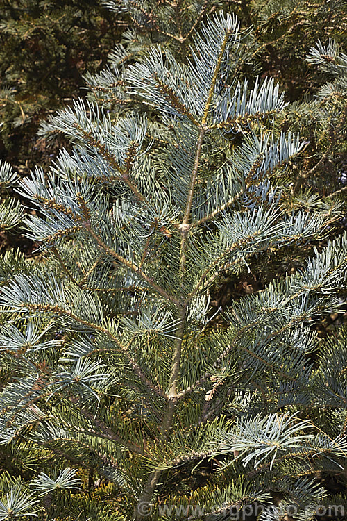 Sierra White Fir or Low's Fir (<i>Abies concolor</i> subsp. <i>lowiana</i> [syn. <i>Abies lowiana</i>]), a blue-foliaged conifer with silvery white undersides to its foliage. Native to the mountains of western North America, it grows to as much as 70m tall Order: Pinales, Family: Pinaceae