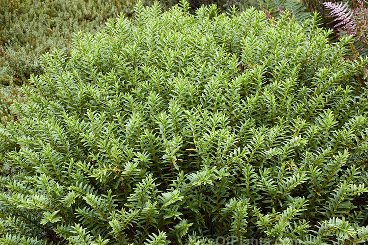 <i>Veronica masoniae</i> (syns. <i>Hebe masoniae</i>, <i>Hebe pauciramosa</i> subsp. <i>masonae</i>), a compact, rounded, evergreen shrub native to grassland and subalpine areas of northwest Nelson, New Zealand. It has small white flowers in summer. In cultivation, it needs full sun to keep its compact, tightly foliaged habit. Order: Lamiales, Family: Plantaginaceae