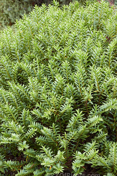 <i>Veronica masoniae</i> (syns. <i>Hebe masoniae</i>, <i>Hebe pauciramosa</i> subsp. <i>masonae</i>), a compact, rounded, evergreen shrub native to grassland and subalpine areas of northwest Nelson, New Zealand. It has small white flowers in summer. In cultivation, it needs full sun to keep its compact, tightly foliaged habit. Order: Lamiales, Family: Plantaginaceae