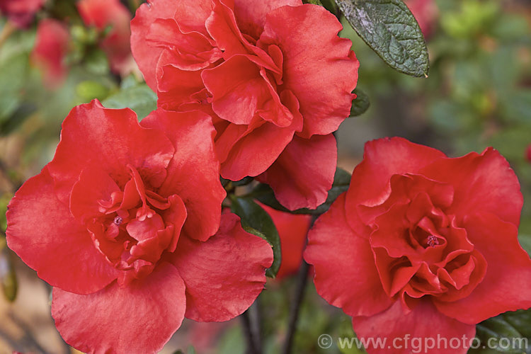 Rhododendron (evergreen azalea</i>) 'Elsa. Kaerger', a double-flowered Belgian Indica hybrid evergreen azalea raised by Ambrosius of Germany in 1940
