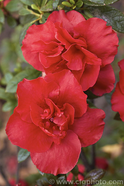 Rhododendron (evergreen azalea</i>) 'Elsa. Kaerger', a double-flowered Belgian Indica hybrid evergreen azalea raised by Ambrosius of Germany in 1940