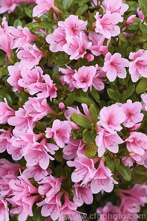 Rhododendron (evergreen azalea</i>) 'Kirin' (syn 'Coral Bells'), a very popular early-flowering. Kurume evergreen azalea with hose-in-hose flowers. One of the famous group of 1919 introductions by EH. Wilson know as Wilson's Fifty. It was number 22 of the 50 and has been among the most widely grown azaleas ever since