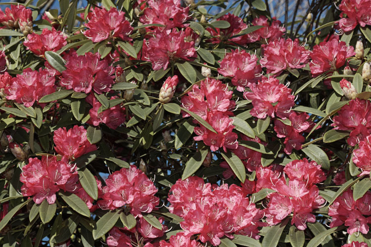 <i>Rhododendron</i> 'Sir Robert Peel', an old, early-flowering Waterer hybrid of unknown parentage. It develops into a small tree and can bloom in midwínter in mild climates. But for its early flowering habit, there would be little to recommend it, but it does add colour when it is most needed. Order: Ericales, Family: Ericaceae