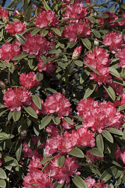 <i>Rhododendron</i> 'Sir Robert Peel', an old, early-flowering Waterer hybrid of unknown parentage. It develops into a small tree and can bloom in midwínter in mild climates. But for its early flowering habit, there would be little to recommend it, but it does add colour when it is most needed. Order: Ericales, Family: Ericaceae