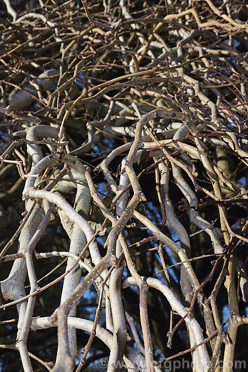 The tangled lattice of branches of the Camperdown Elm (<i>Ulmus glabra 'Camperdownii') in winter. This form of the Scotch Elm or Wych Elm develops into a wide-spreading, dome-shaped tree that forms an umbrella-like canopy. Order: Rosales, Family: Ulmaceae