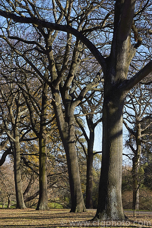 Turkey Oak (<i>Quercus cerris</i>) in winter. This deciduous tree, up to 40m tall, is native to central and southern Europe and western Asia